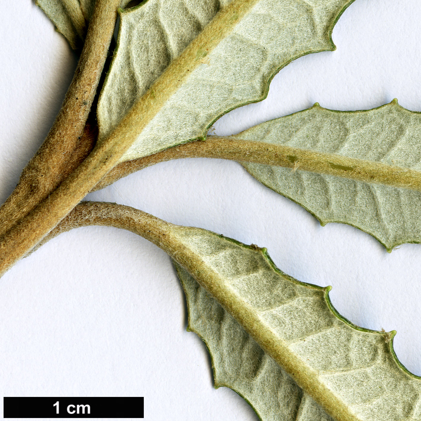 High resolution image: Family: Asteraceae - Genus: Olearia - Taxon: ×mollis - SpeciesSub: ’Zennoriensis’ (O.ilicifolia × O.lacunosa)